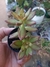 SEDUM NUSSBAUMERIANUM