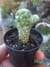 MAMMILLARIA GRACILIS FRAGILIS
