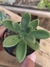 CREMNERIA MUTABILIS