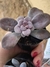 GRAPTOPETALUM PENTADRUM SUPERBUM - comprar online