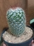 MAMMILLARIA BOMBYCINA - comprar online