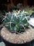 MAMMILLARIA MAGNIMAMMA - comprar online