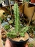 CACTO RABO DE CÃO (ECHINOPSIS PENTALOPHUS) na internet