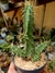 CACTO RABO DE CÃO (ECHINOPSIS PENTALOPHUS) - comprar online