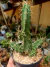 CACTO RABO DE CÃO (ECHINOPSIS PENTALOPHUS) - comprar online