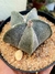 ASTROPHYTUM MYRIOSTIGMA 5K - comprar online