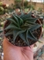 HAWORTHIA LIMIFOLIA TWISTER