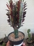 EUPHORBIA TRIGONA RUBRA na internet