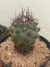 COPIAPOA HUMILIS - comprar online
