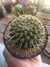 MAMMILLARIA MAYOVENSIS VAR RUBRISPINA na internet