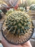 MAMMILLARIA MAYOVENSIS VAR RUBRISPINA - comprar online