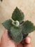 KALANCHOE BEHARENSIS - COLHER DE PEDREIRO