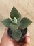 KALANCHOE BEHARENSIS - COLHER DE PEDREIRO - comprar online