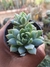GRAPTOPETALUM MACDOUGALLII - comprar online
