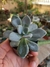 GRAPTOPHYTUM SUPREME - comprar online