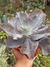 ECHEVERIA GIBBIFLORA MAUNA LOA BRASILEIRA na internet