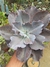 ECHEVERIA GIBBIFLORA MAUNA LOA BRASILEIRA - comprar online