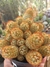 MAMMILLARIA ELONGATA (DEDO-DE-DAMA) - comprar online