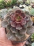 ECHEVERIA ZESTA - comprar online