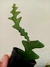 CACTO SIANINHA (SELENICEREUS ANTHONYANUS