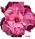 ROSA DO DESERTO ENXERTADA YU JIAO