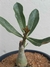 ROSA DO DESERTO ENXERTADA YU JIAO - comprar online