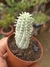 MAMMILLARIA MAMMILLARIS VARIEGATA