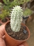 MAMMILLARIA MAMMILLARIS VARIEGATA - comprar online