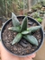 GASTERIA NIGRICANS - comprar online