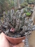 STAPELIANTHUS DECARYI - FLOR-CADÁVER - comprar online