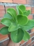 ECHEVERIA MOMOCA - MANDALA CITRUS na internet