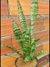 DRACAENA TRIFASCIATA "ESPADA-DE-SÃO-JORGE"