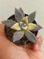 GRAPTOPETALUM PARAGUAYENSE VARIEGATA