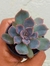 ECHEVERIA ORION - comprar online