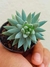 SEDUM NICAEENSE na internet