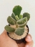 COTYLEDON TOMENTOSA (PATINHA DE URSO) - comprar online