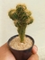 CEREUS PERUVIANUS MONSTRUOSUS "CACTO MONSTRO" - comprar online