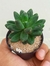 PACHYPHYTUM COMPACTUM - PLANTA DIAMANTE - comprar online