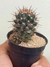 MAMMILLARIA VOBURNENSIS - comprar online