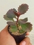 KALANCHOE LONGIFLORA