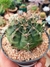 GYMNOCALYCIUM MIHANOVICHII - comprar online