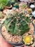GYMNOCALYCIUM MIHANOVICHII