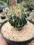 STENOCACTUS LLOYDII - comprar online