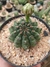 GYMNOCALYCIUM ANISITSII - comprar online