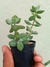 COTYLEDON PENDENS - comprar online