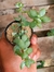 COTYLEDON PENDENS
