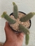 CACTO RABO DE MACACO - CLEISTOCACTUS COLADEMONONIS na internet