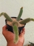 CACTO RABO DE MACACO - CLEISTOCACTUS COLADEMONONIS - comprar online