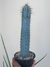 PILOSOCEREUS AZUREUS - CACTO AZUL na internet