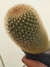 MAMMILLARIA PILCAYENSIS - comprar online